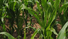 Pilton Monitor Farm: Establishing success in maize 